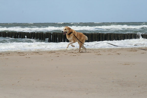 Horst in action