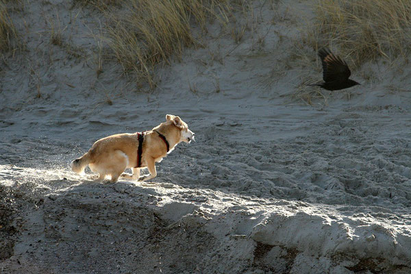 Bebi will mit Krähe spielen; Norderney