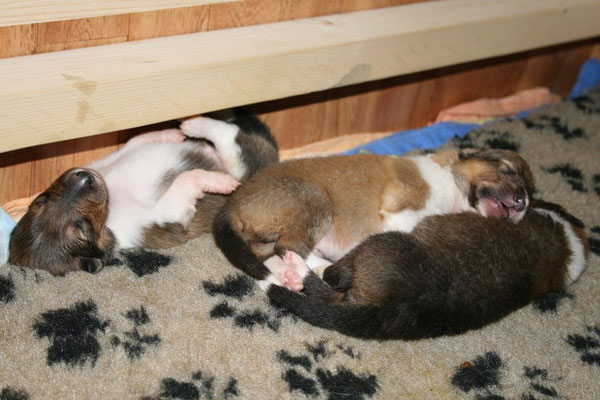 v.li.; Bryson, Barney, Balou
