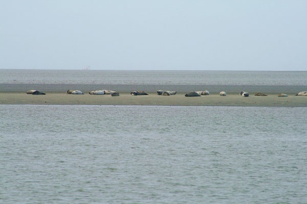 Die Seehundbänke auf dem Weg mit der Fähre nach Norderney