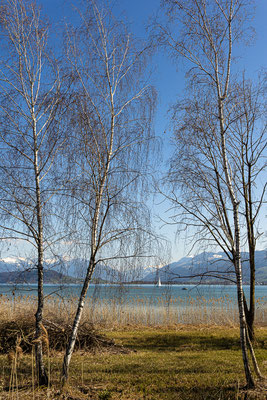 Birken am Zürisee