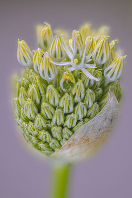 Weisser Riesen-lauch (Allium)