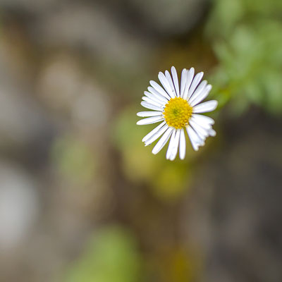 Gänseblümchen
