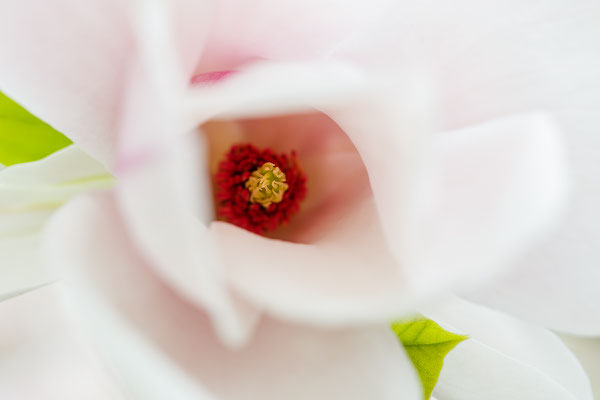 Magnolie