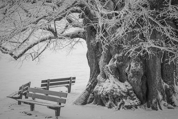 Linner Linde im Winter