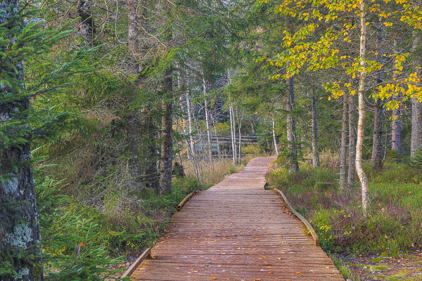 Holzsteg im Wald, Jura