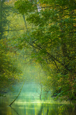 Im Wald, Hallwyl
