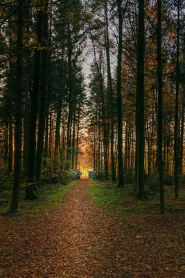 Sonnenaufgang im Wald