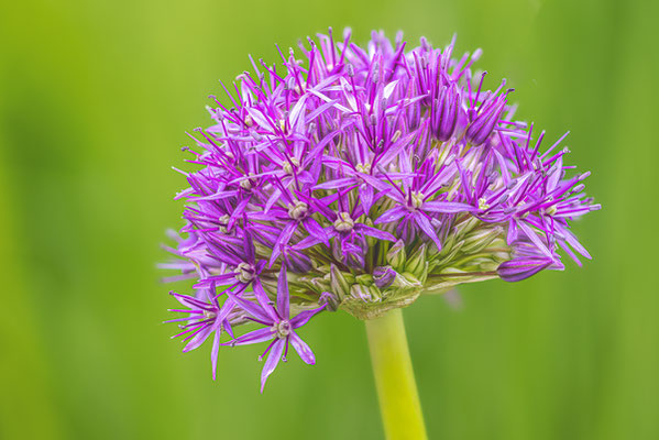 Riesen-lauch (Allium)