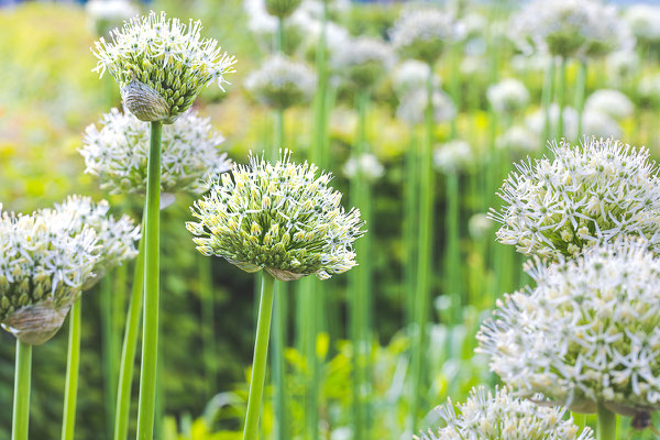 Weisser Riesen-lauch (Allium)