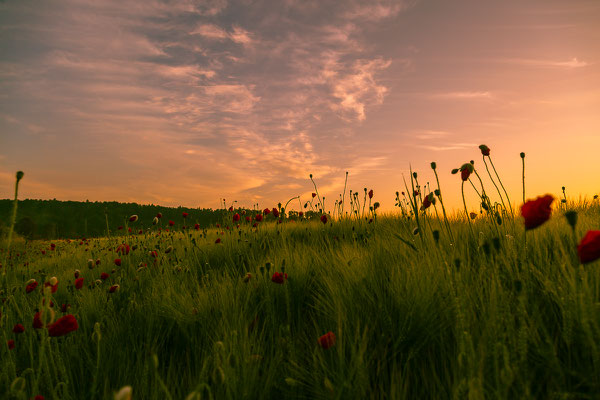 Mohnfeld im Morgenlicht