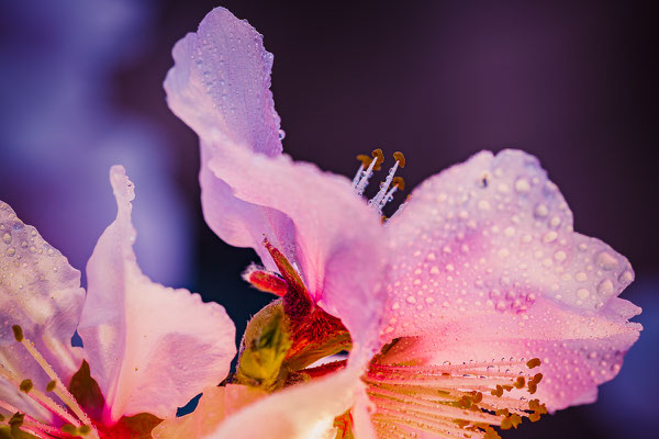 Mandelblüte
