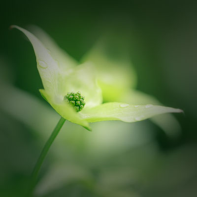 Asiatischer Blüten-Hartriegel