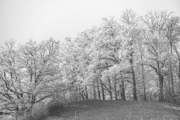 Winter auf dem Suhrerkopf
