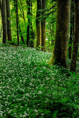 Bärlauchwald