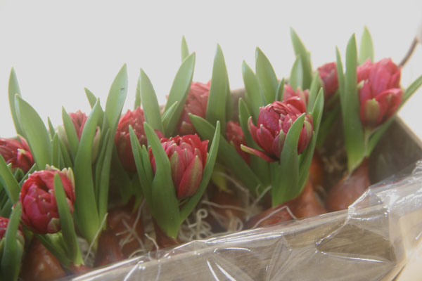 原種チューリップようやく入荷 通販もok 花と陶芸のアトリエ 花の駅 つぐみ工房