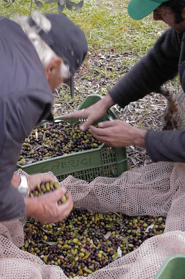 olives picking,  Agriturismo, Casafredda, Arezzo, Tuscany, Toscana