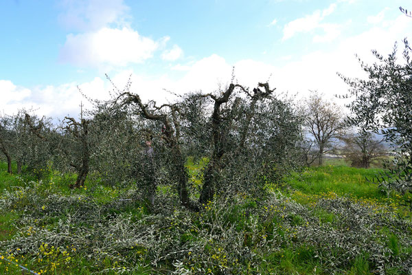 olive tree, pruning, Agriturismo, Casafredda, Arezzo, Tuscany, Toscana