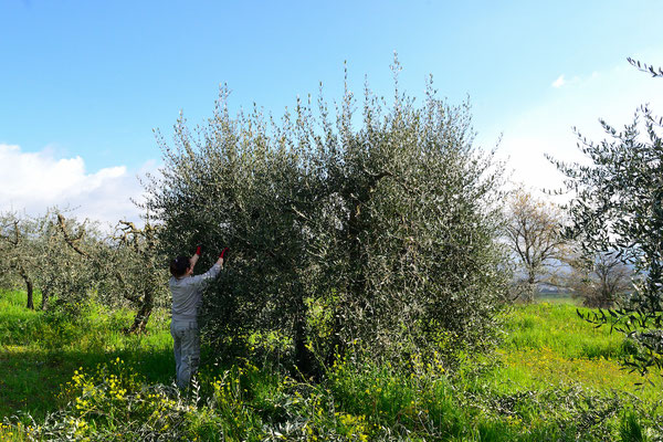olive tree, pruning, Agriturismo, Casafredda, Arezzo, Tuscany, Toscana