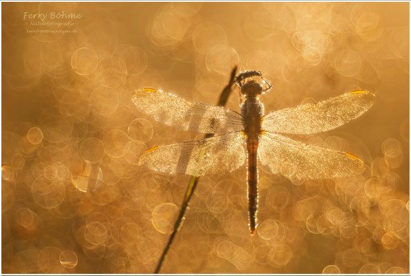 Goldener Morgen - Libelle (Retroaufnahme mit Trioplan 100/2.8)