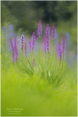 18 Blütenstände an einer Orchidee