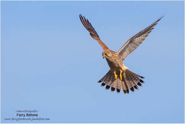 Turmfalke