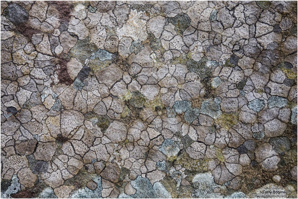 Flechten auf einem Felsen