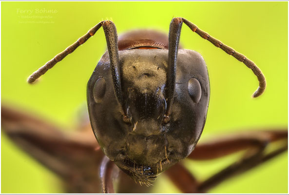 Auge in Auge mit der Roten Waldameise
