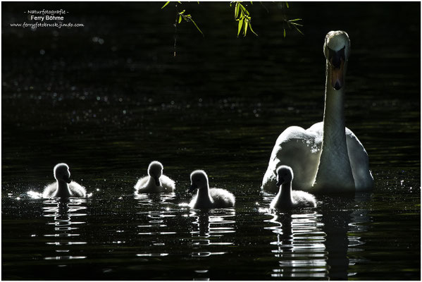 Familienausflug im Gegenlicht