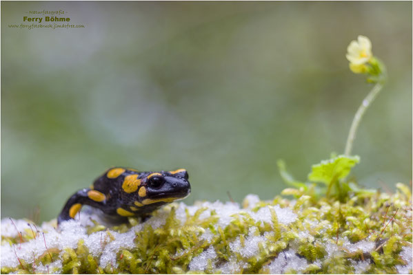 Feuersalamander im Schnee