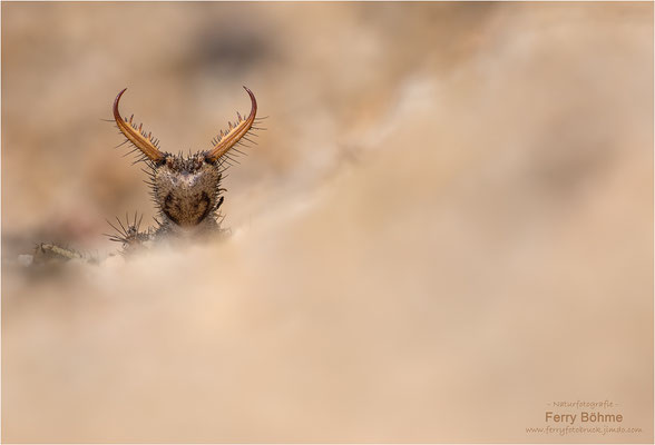 Ameisenalptraum - der Ameisenlöwe