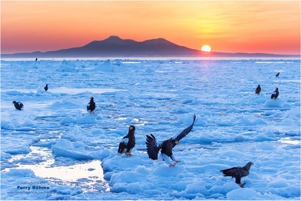 Auf dem Packeis - Riesenseeadler; Japan