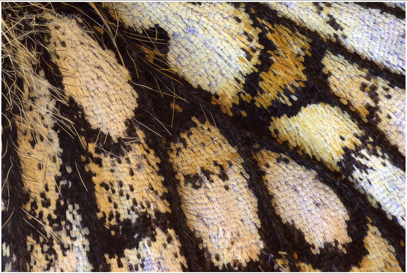 Schmetterlingsflügel Unterseite