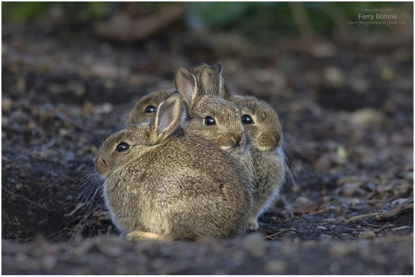 Knuddelknäuel - Wildkaninchen am Bau