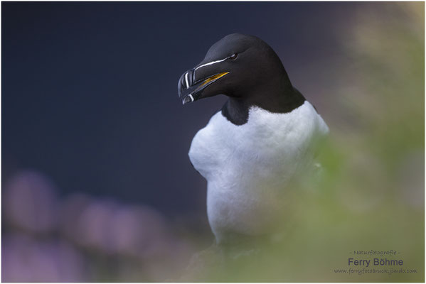 Tordalk oder Razorbill (Alca torda)