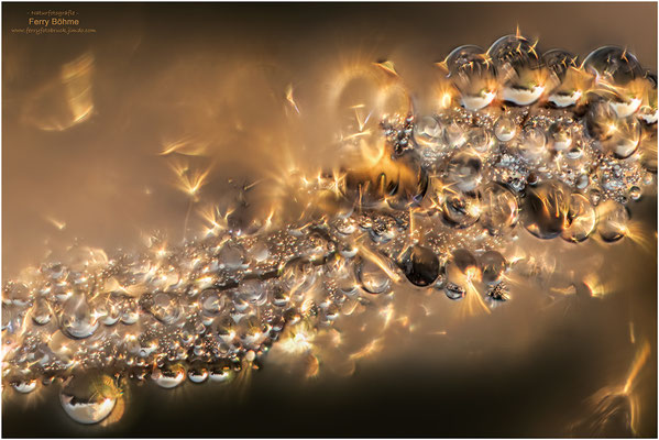 Feuerspiel - Sonnenaufgang in den Tautropfen eines Libellenflügels