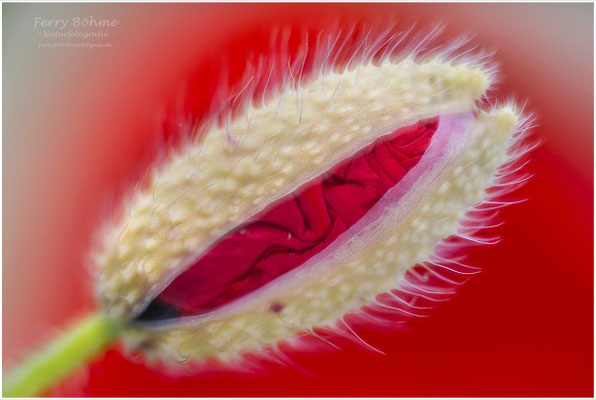 Eingepackt - Mohn
