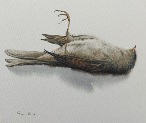 Bird, watercolour, 24x28cm