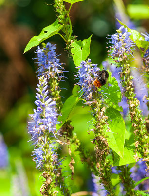 Loki-Schmidt-Garten (neuer Botanischer Garten)