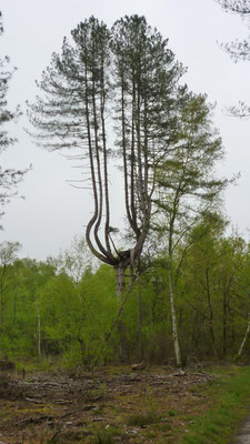 2013-05-01 - Un drôle d'arbre