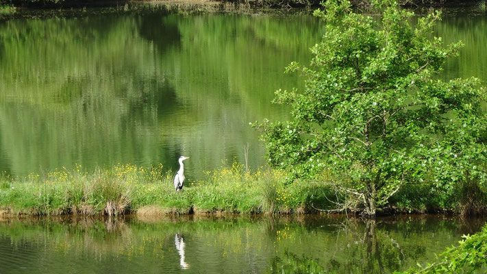 Un héron sur le lac du Brousseau