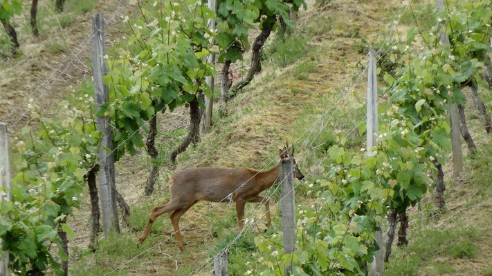 Un chevreuil dans les vignes de Saint Mont