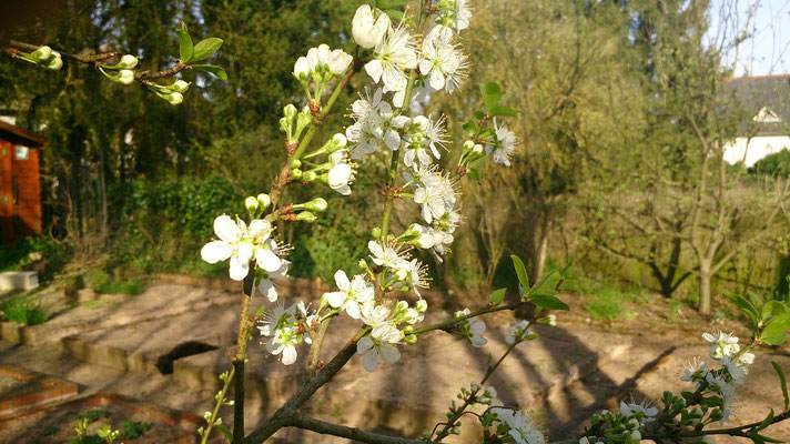 Le mirabellier est en fleur, attention au gelées matinales
