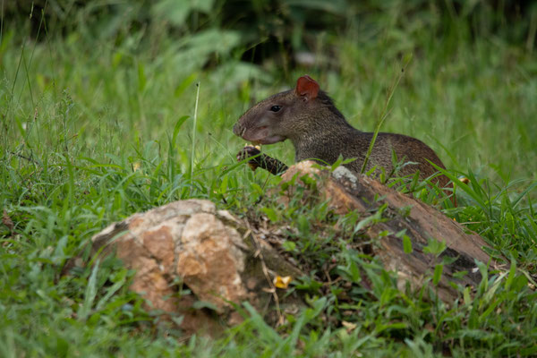 Agouti