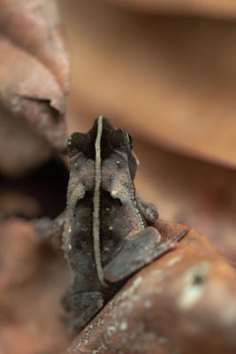 Rhinella lescurei