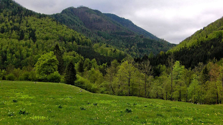 Blick Richtung Klausgraben, der stark bewaldet ist.