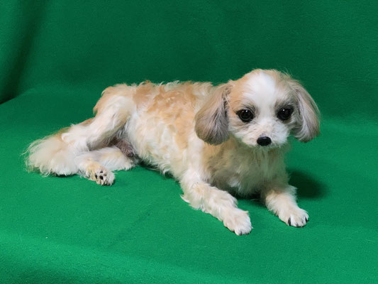 ペット 犬のご依頼いただきました剥製の写真です ペット剥製専門店 東京ハクセイ ペット 犬のご依頼いただきました剥製の写真です ペット剥製専門店 東京ハクセイ