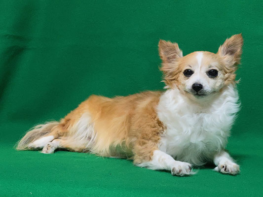 ペット 犬のご依頼いただきました剥製の写真です ペット剥製専門店 東京ハクセイ