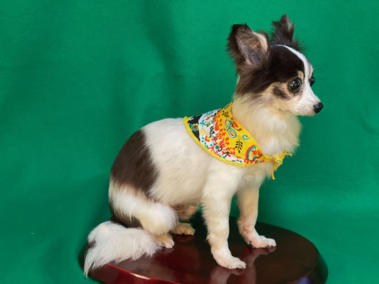 ペット 犬のご依頼いただきました剥製の写真です ペット剥製専門店 東京ハクセイ ペット 犬のご依頼いただきました剥製の写真です ペット剥製専門店 東京ハクセイ