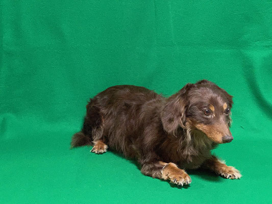 ペット 犬のご依頼いただきました剥製の写真です ペット剥製専門店 東京ハクセイ ペット 犬のご依頼いただきました剥製の写真です ペット剥製専門店 東京ハクセイ